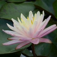 See more information about the DIS : Anglo Aquatics Nymphaea Barbara Dobbins 1 Litre