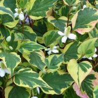 See more information about the Anglo Aquatics Houttuynia Cordata 'Chameleon' 1 Litre