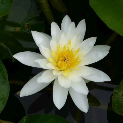 See more information about the DIS : Anglo Aquatics Nymphaea Marliacea Albida 1 Litre