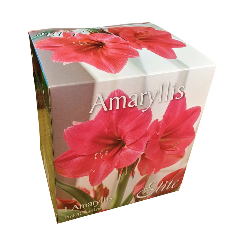Elite Amaryllis Pink Complete Growing Kit