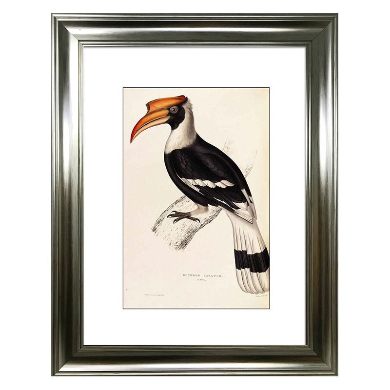 Tropical Birds Hornbill Framed Print Wall Art 16 x 12 Inch