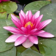 See more information about the DIS : Anglo Aquatics Nymphaea Charles De Meurville 1 Litre